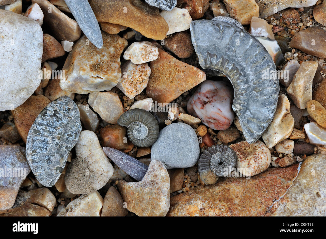 Combustibles fossiles comme les gardes d'ammonites et bélemnites sur plage de galets près de Lyme Regis, sur la côte jurassique, Dorset, England, UK Banque D'Images