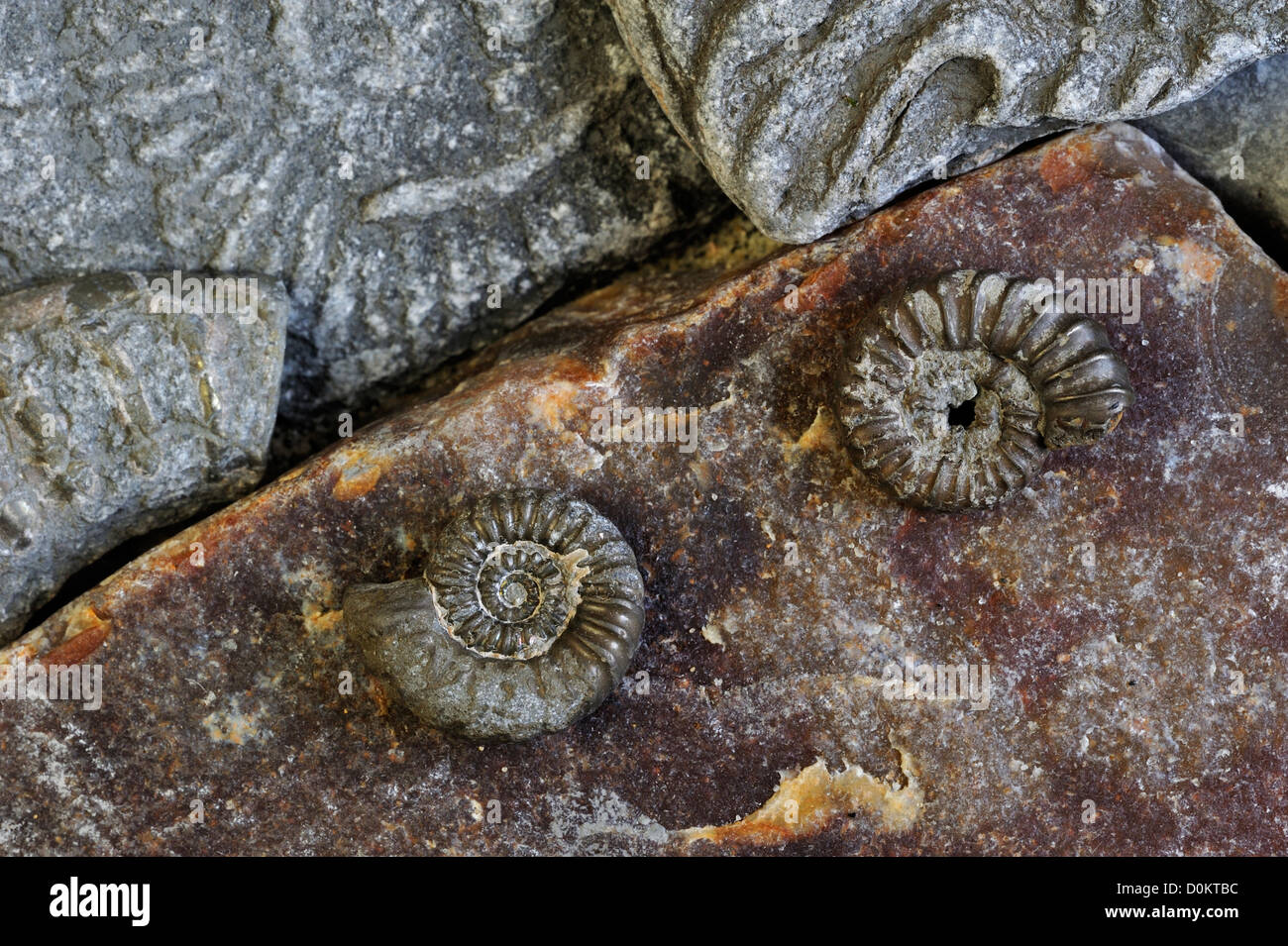 Promicroceras planicosta (fossiles d'ammonites) sur plage de galets près de Lyme Regis, sur la côte jurassique, Dorset, dans le sud de l'Angleterre, Royaume-Uni Banque D'Images