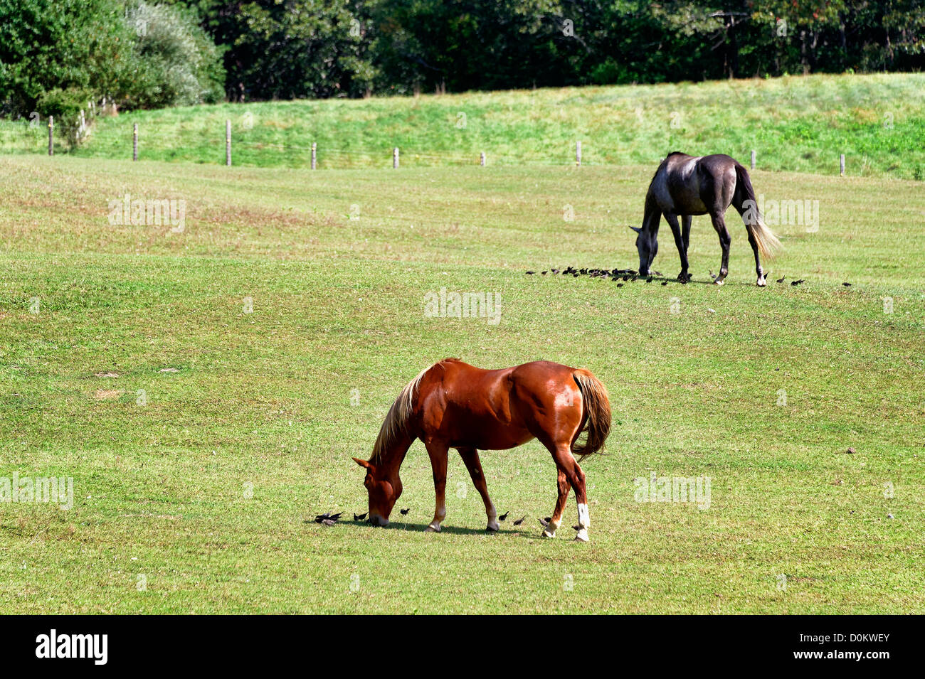 Le pâturage des chevaux, Meyssac, Martha's Vineyard, Massachusetts, USA Banque D'Images