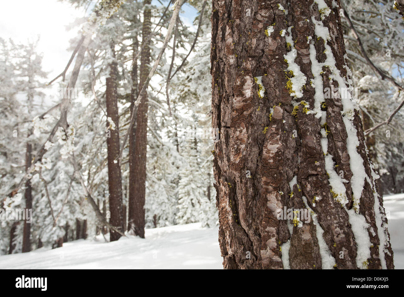 Sun Peaks d'hiver dans la forêt, la neige fraîche s'accrocher à l'écorce des arbres moussus. Banque D'Images