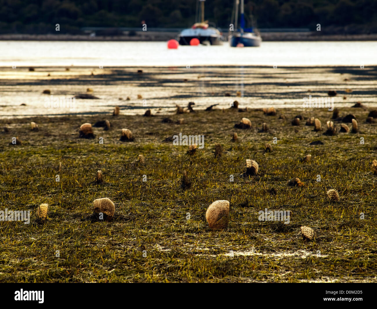 Coquilles de plumes dépassant la surface de la mer à marée basse quelque part le long de la côte Adriatique. Banque D'Images