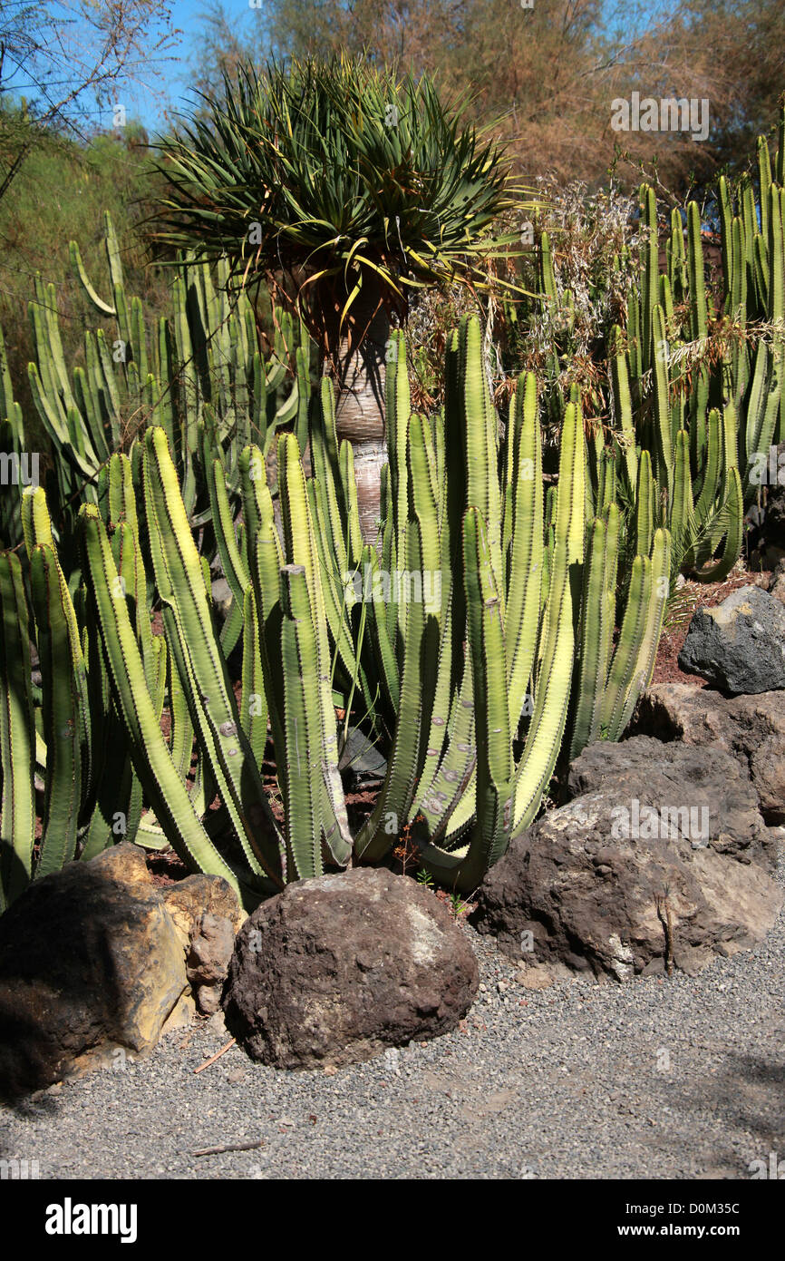 2x Graines Euphorbia Canariensis – Plante Succulente Des Canaries, Type Cactus, Pour Jardin Ou Intérieur