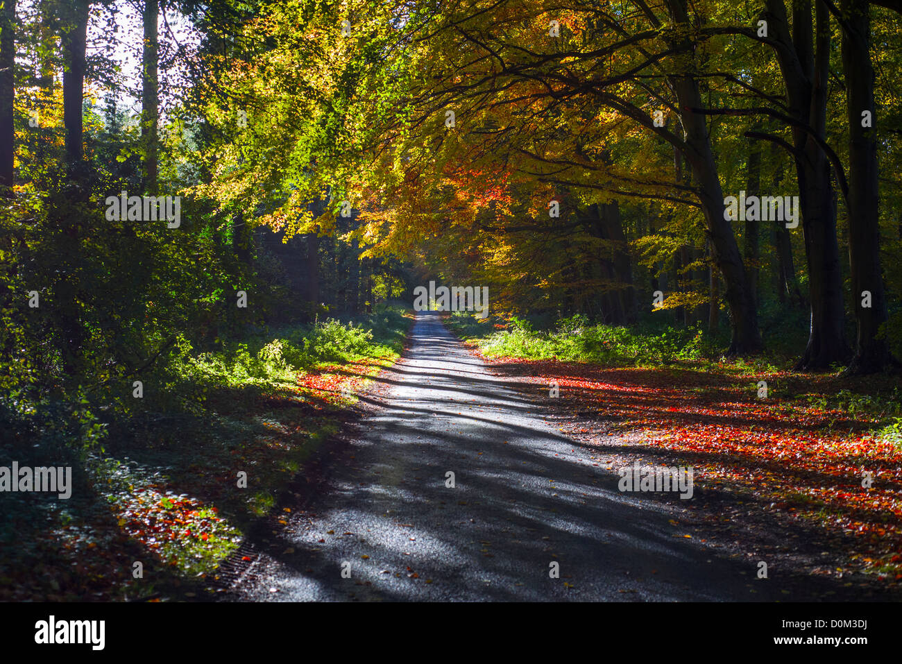 Route de campagne à l'automne, avec la lumière du soleil qui brillait à travers les arbres, Norfolk, Angleterre, novembre. Banque D'Images