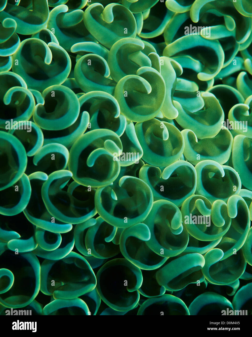 Plan de polypes de corail marteau vert Banque D'Images