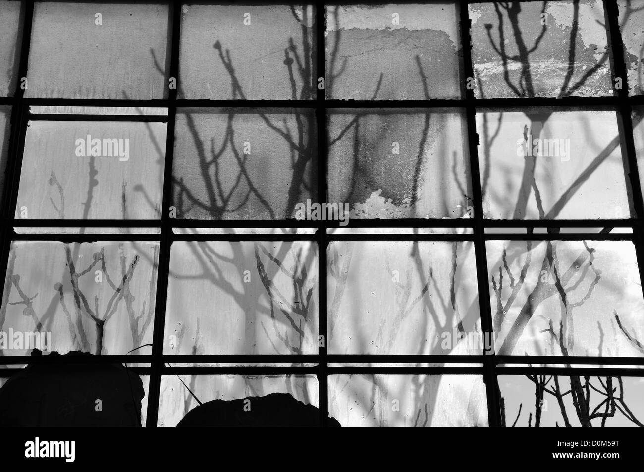 Les branches d'arbres ombre sur broken stained glass window en usine. Noir et blanc. Banque D'Images