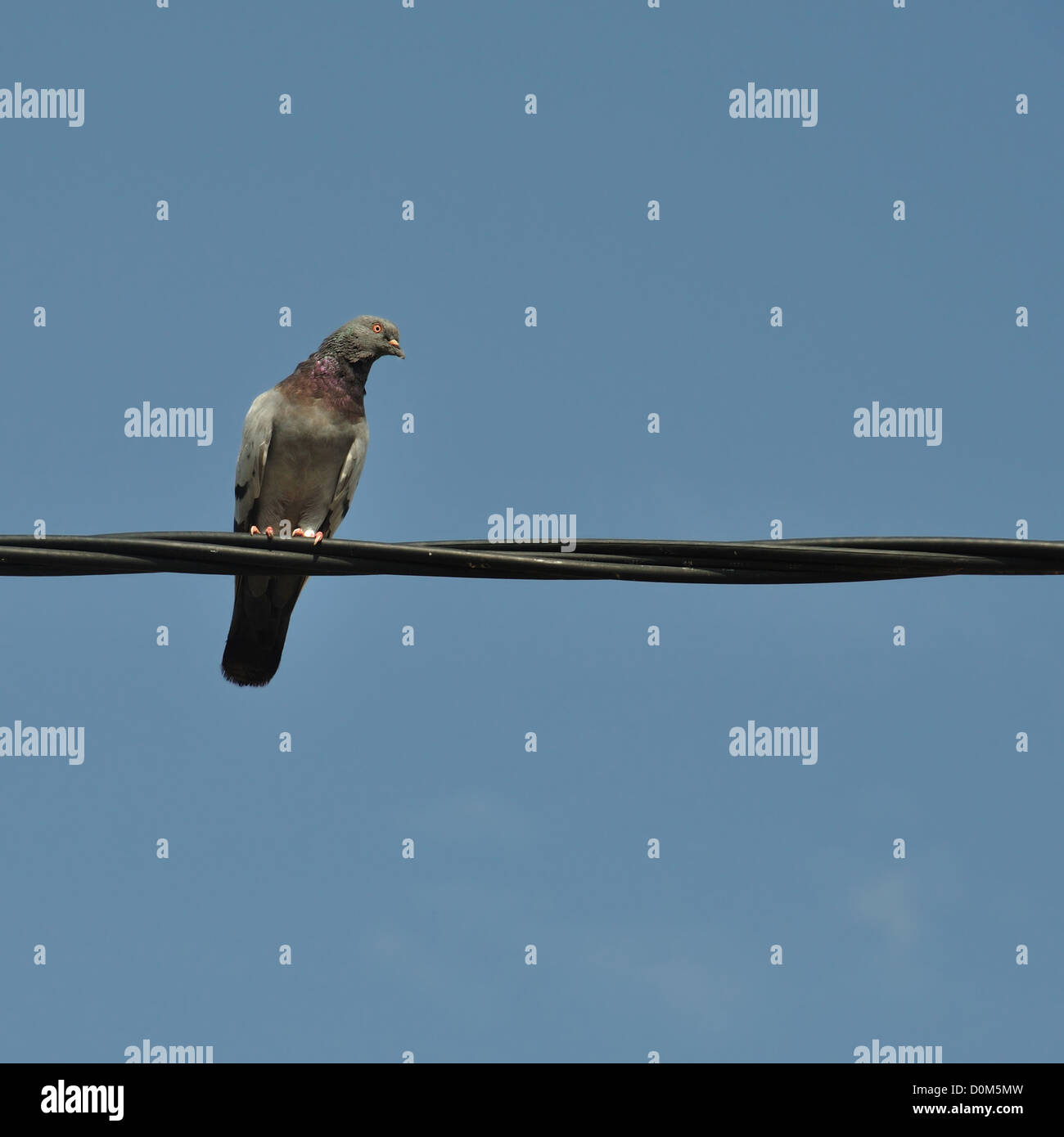 Oiseau Pigeon sur un fil. Abstrait d'arrière-plan. Banque D'Images