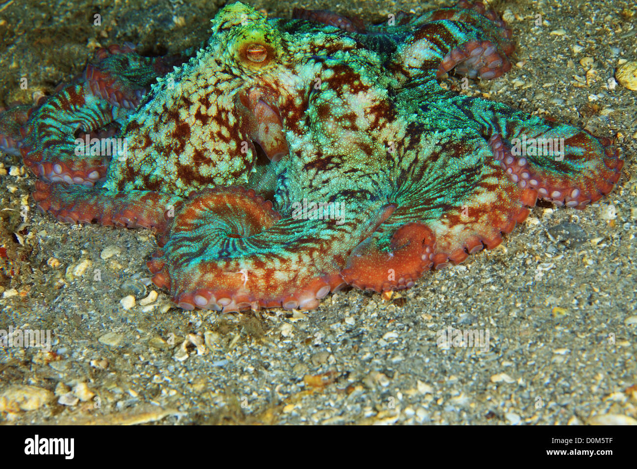 Caribbean Reef Octopus Octopus, briareus, la chasse de nuit. Banque D'Images