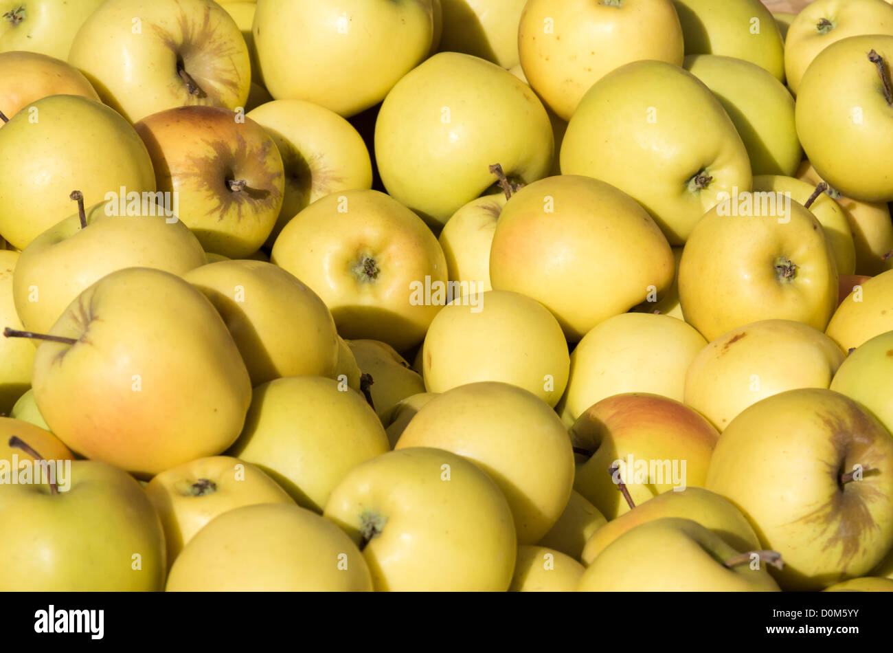 Pommes Golden Delicious fraîchement récoltées sur l'affichage sur le marché Banque D'Images