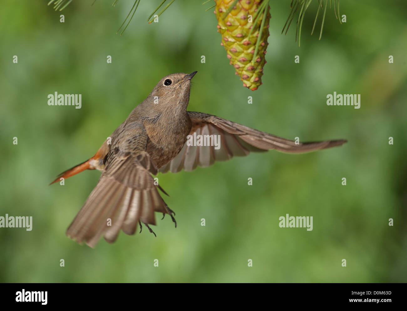 Phoenicurus ochruros femelle rougequeue battant avec un fond vert Banque D'Images