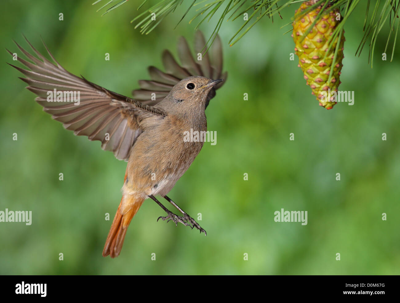 Phoenicurus ochruros femelle rougequeue battant avec un fond vert Banque D'Images