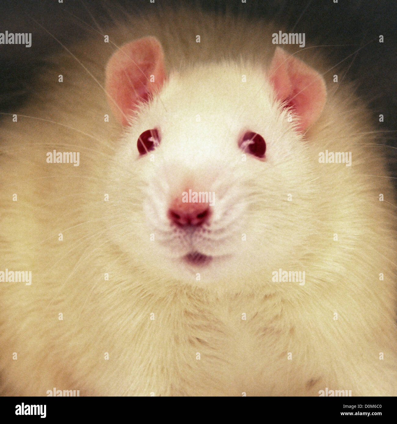 Lab rat animal testing Banque de photographies et d’images à haute ...