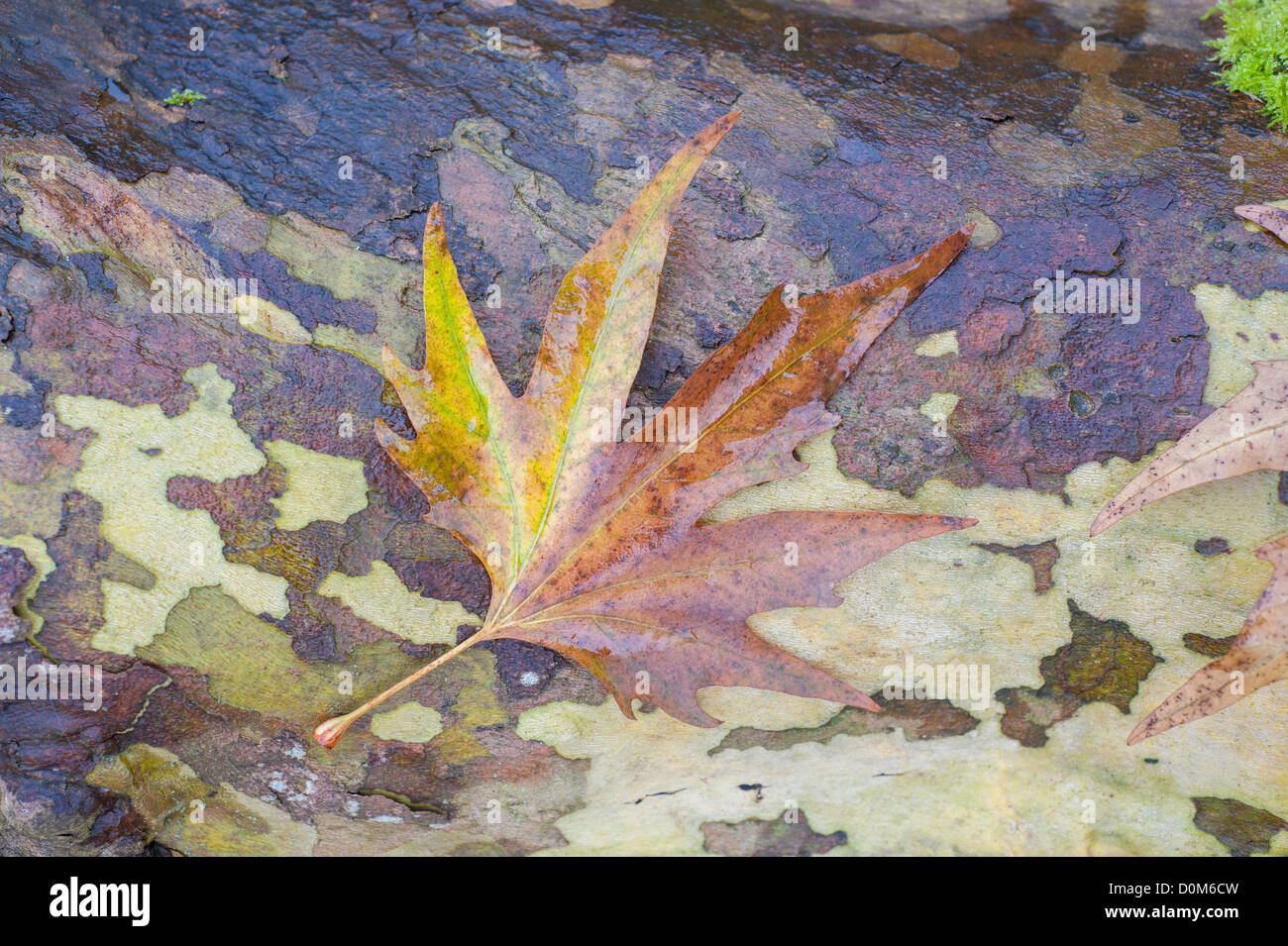 Platanus acerifolia × Plan de Londres, à l'automne et de l'écorce des feuilles tombés montrant la texture, Norfolk, Angleterre, Novembre Banque D'Images