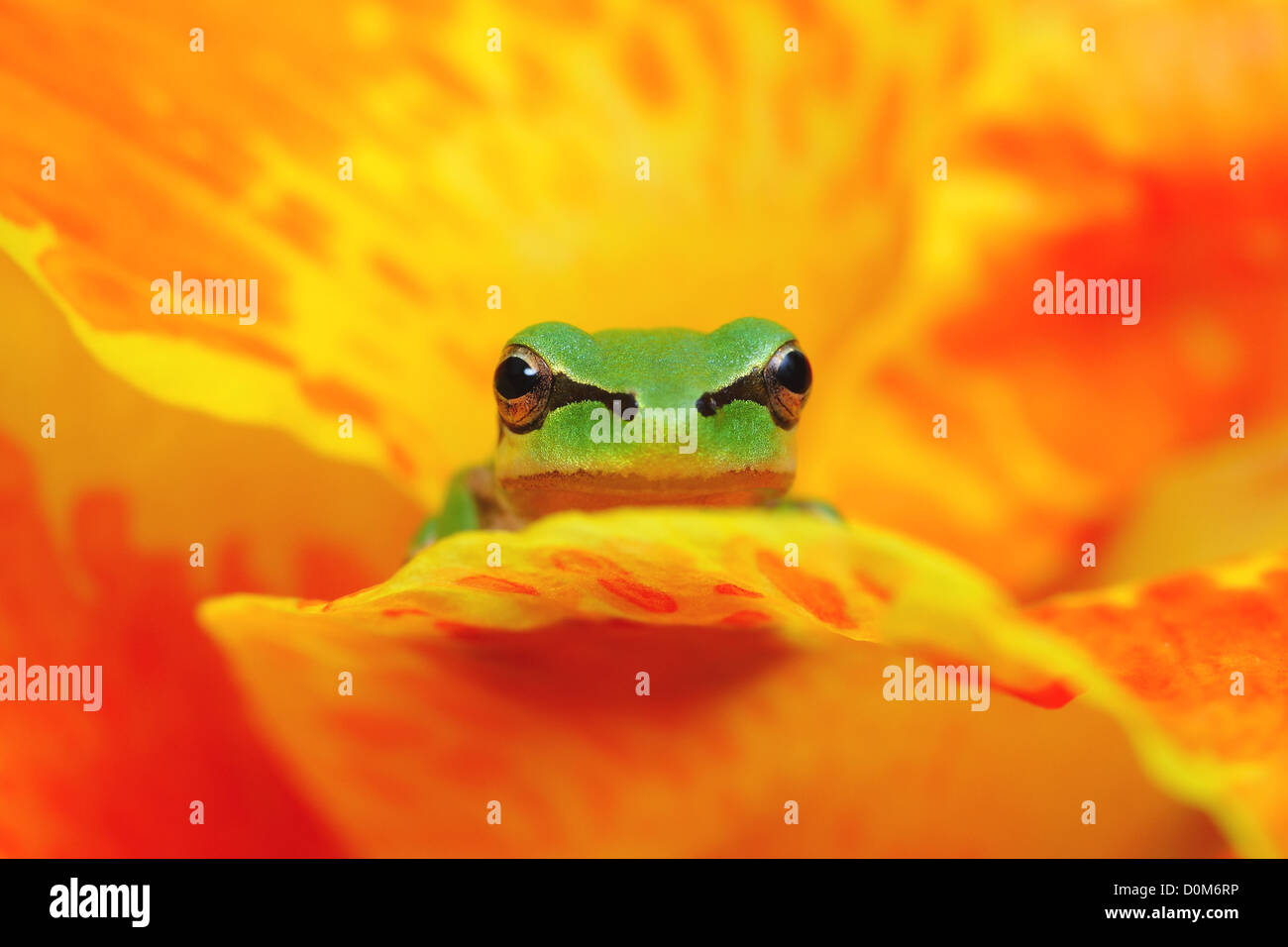 Hyla grenouille d'arbre en fleur jaune et orange en regardant la caméra, de repos et d'attente Banque D'Images