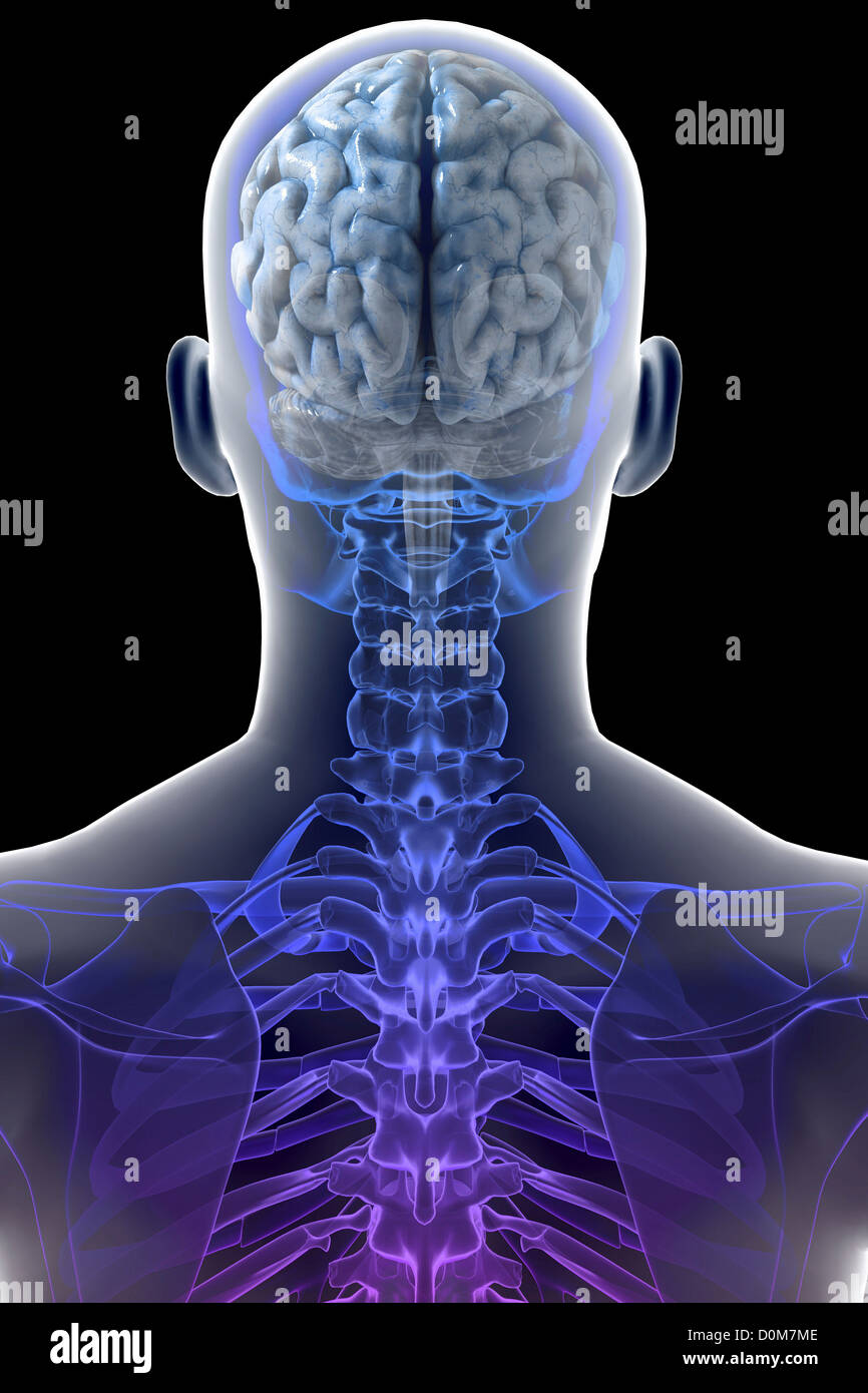 Vue arrière du cerveau par rapport au crâne et le haut du corps. Banque D'Images