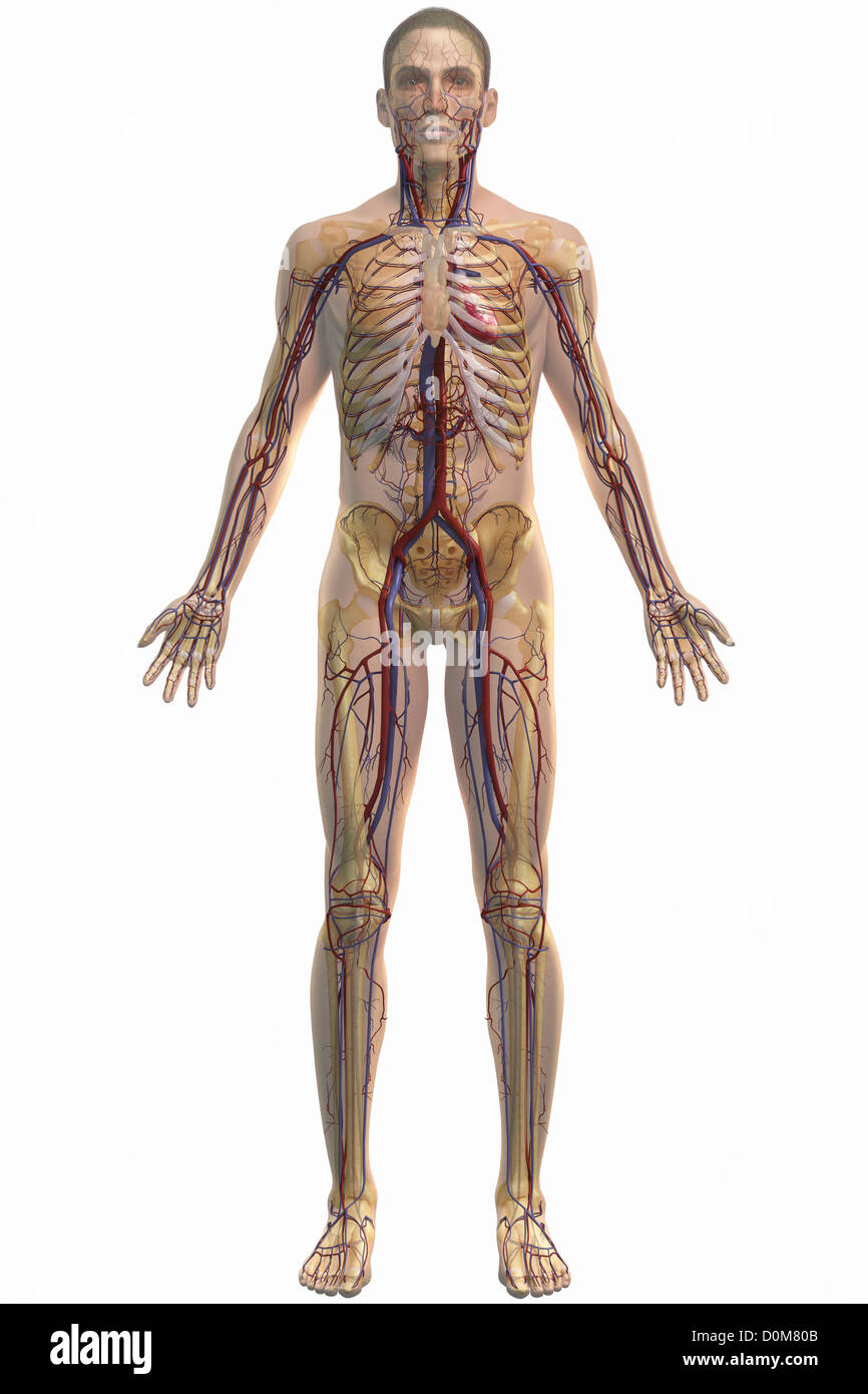 Vue complète du corps du système cardiovasculaire. Banque D'Images