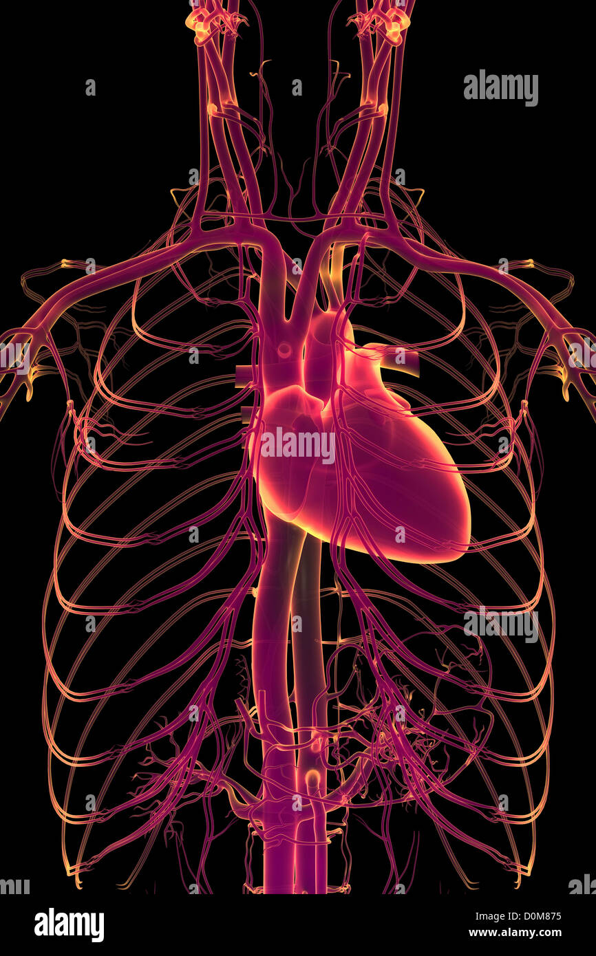 Les vaisseaux sanguins du système cardiovasculaire de la partie supérieure du corps isolé. Banque D'Images