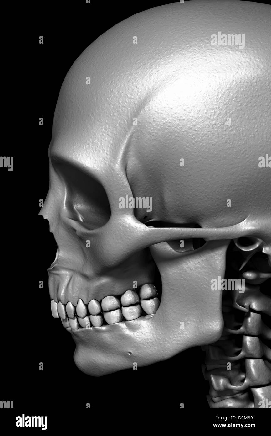 Vue rapprochée de l'os du crâne, de la mâchoire et des dents. Cette image est à l'échelle de gris. Banque D'Images