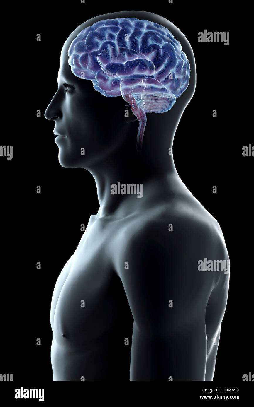 Vue côté stylisé de peau masculine avec le cerveau visible dans la tête. Banque D'Images