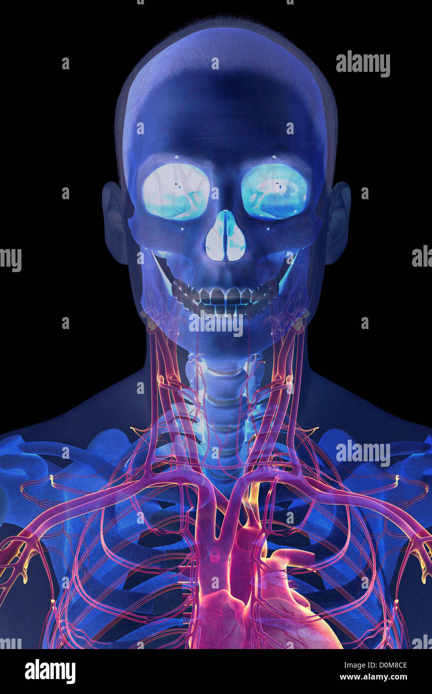 Vue avant stylisé de la tête et du cou avec les os et les principaux vaisseaux sanguins visibles. Banque D'Images