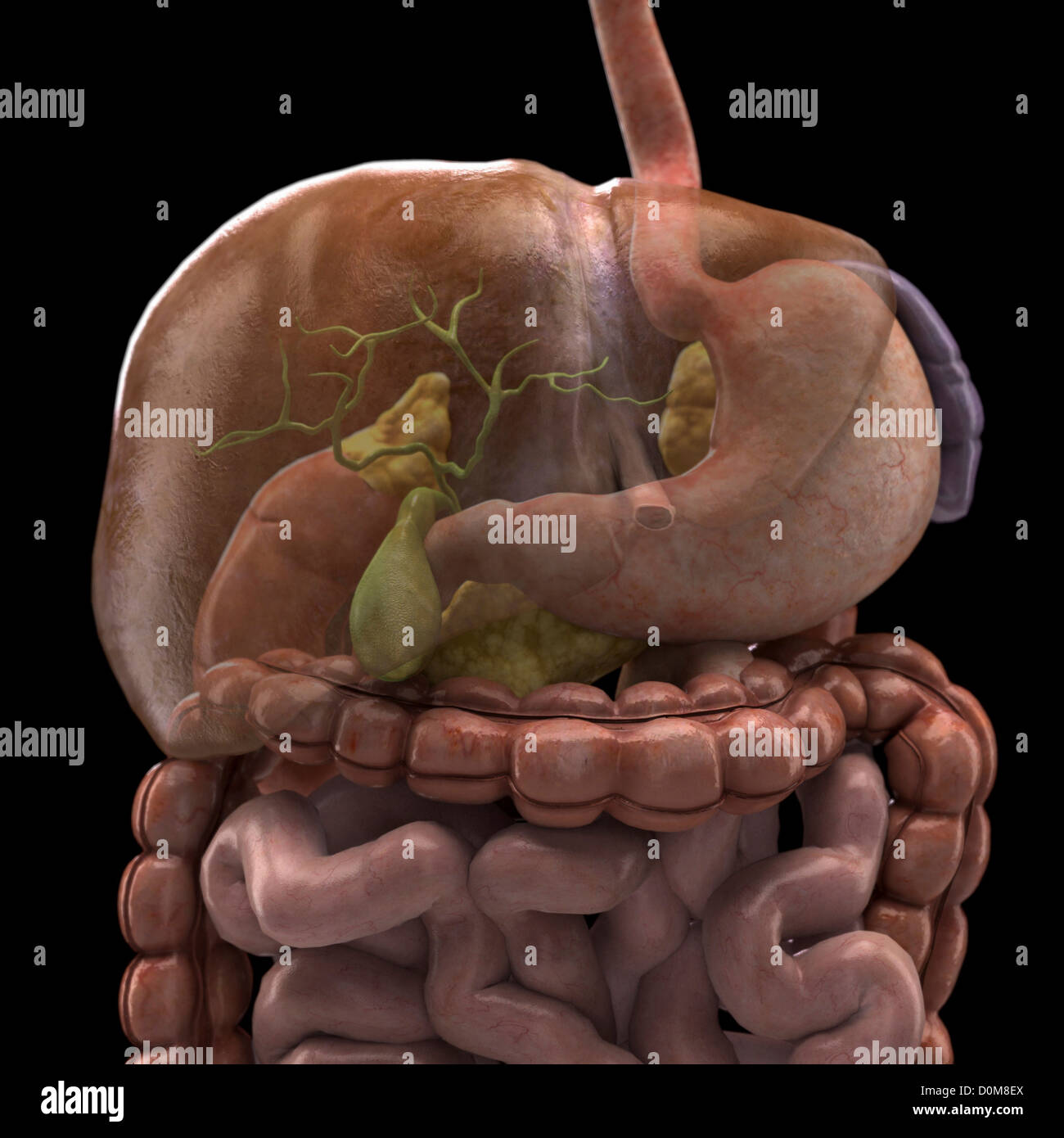 Close-up du foie qui est fanée pour montrer la position de la vésicule par rapport à l'estomac et des intestins. Banque D'Images