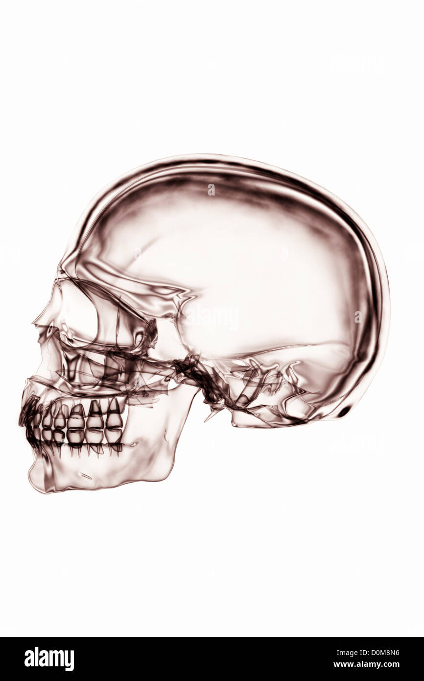 X-ray styled vue latérale du crâne. Banque D'Images