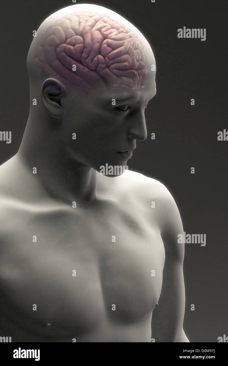 Vue de trois-quarts du cerveau dans une figure masculine. Banque D'Images