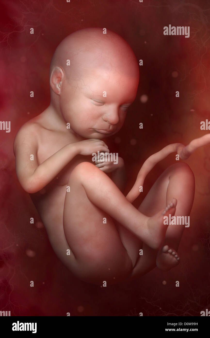 Foetus In Utero Developpement Fœtal 6 Mois Env Photo Stock Alamy Foetus In Utero Developpement Fœtal 6 Mois Env Photo Stock Alamy