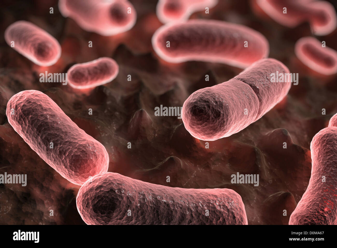 Yersinia pestis bactéries en forme de tige dans la forme bubonique. Banque D'Images