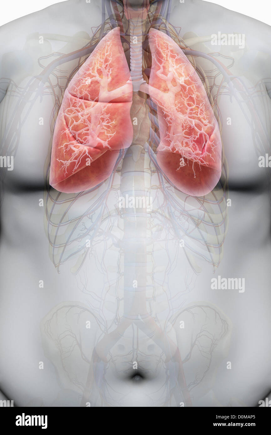 Human skeleton layered over overweight Banque de photographies et d