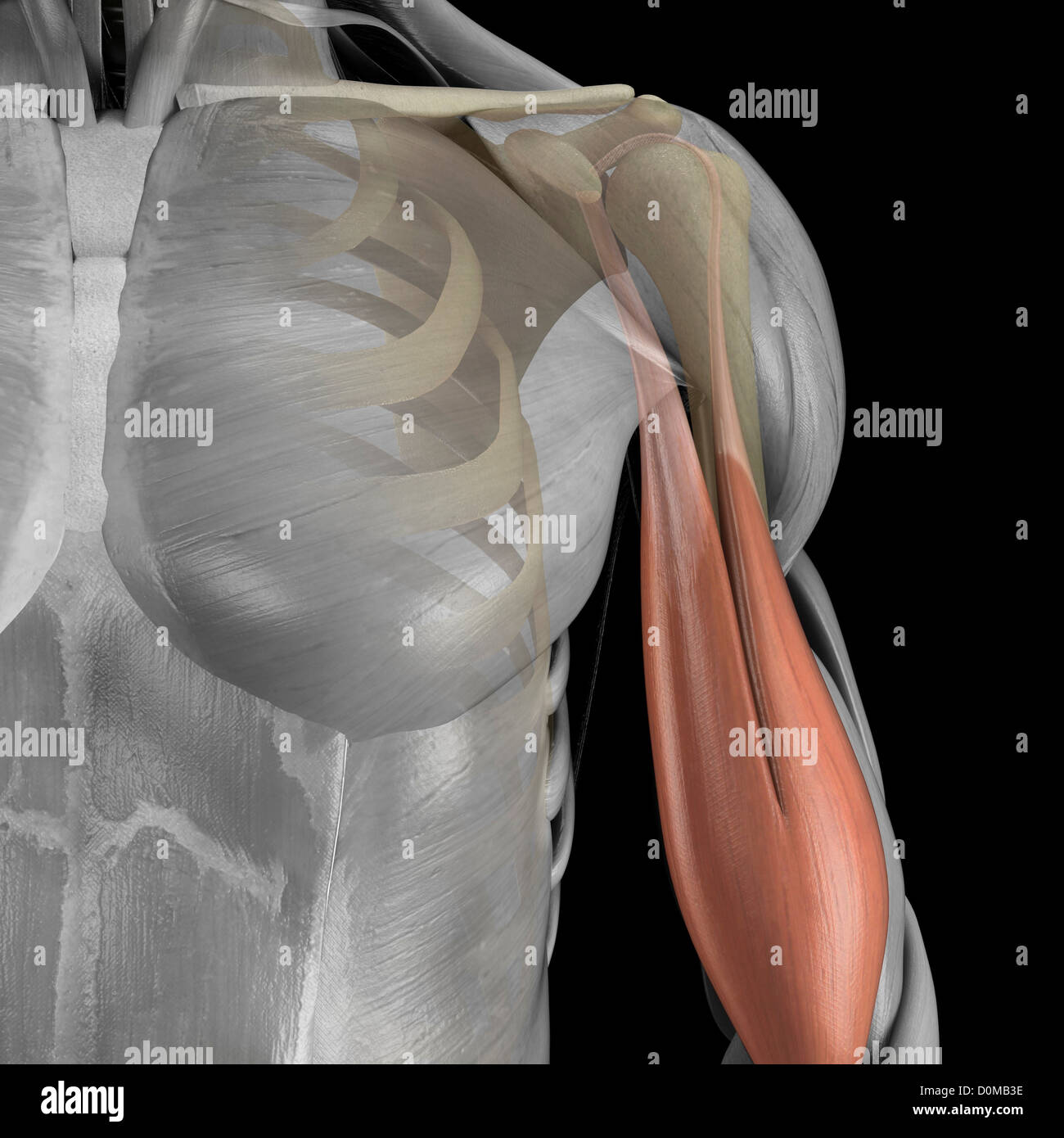 Un modèle humain montrant le muscle biceps. Banque D'Images