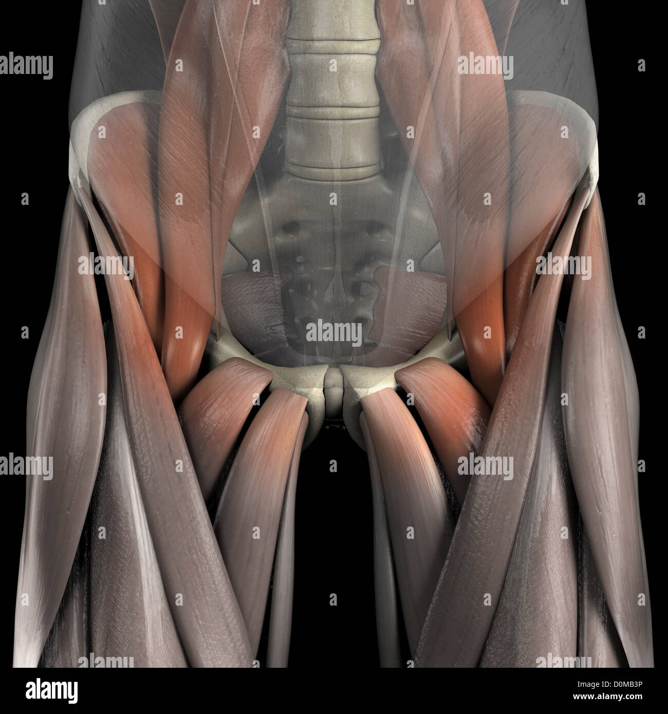 Un modèle humain montrant le muscle grand psoas. Banque D'Images