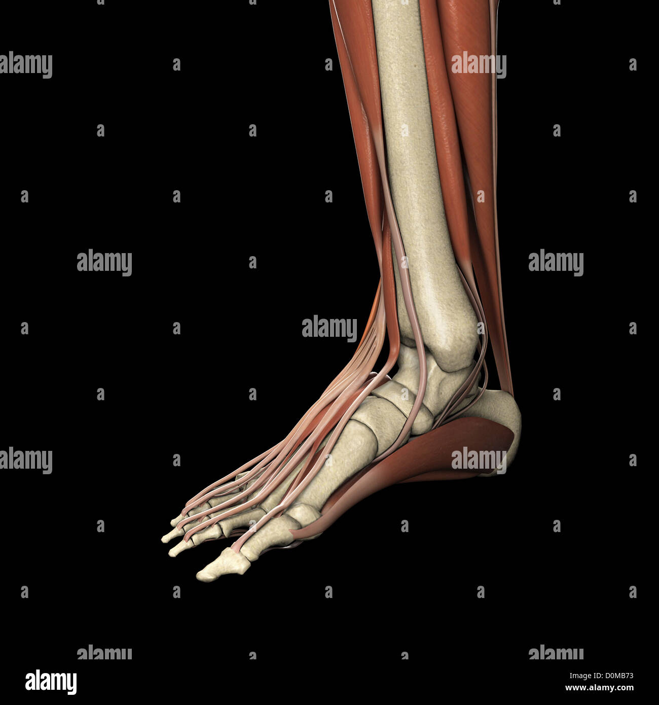 Un modèle humain montrant les muscles du pied. Banque D'Images
