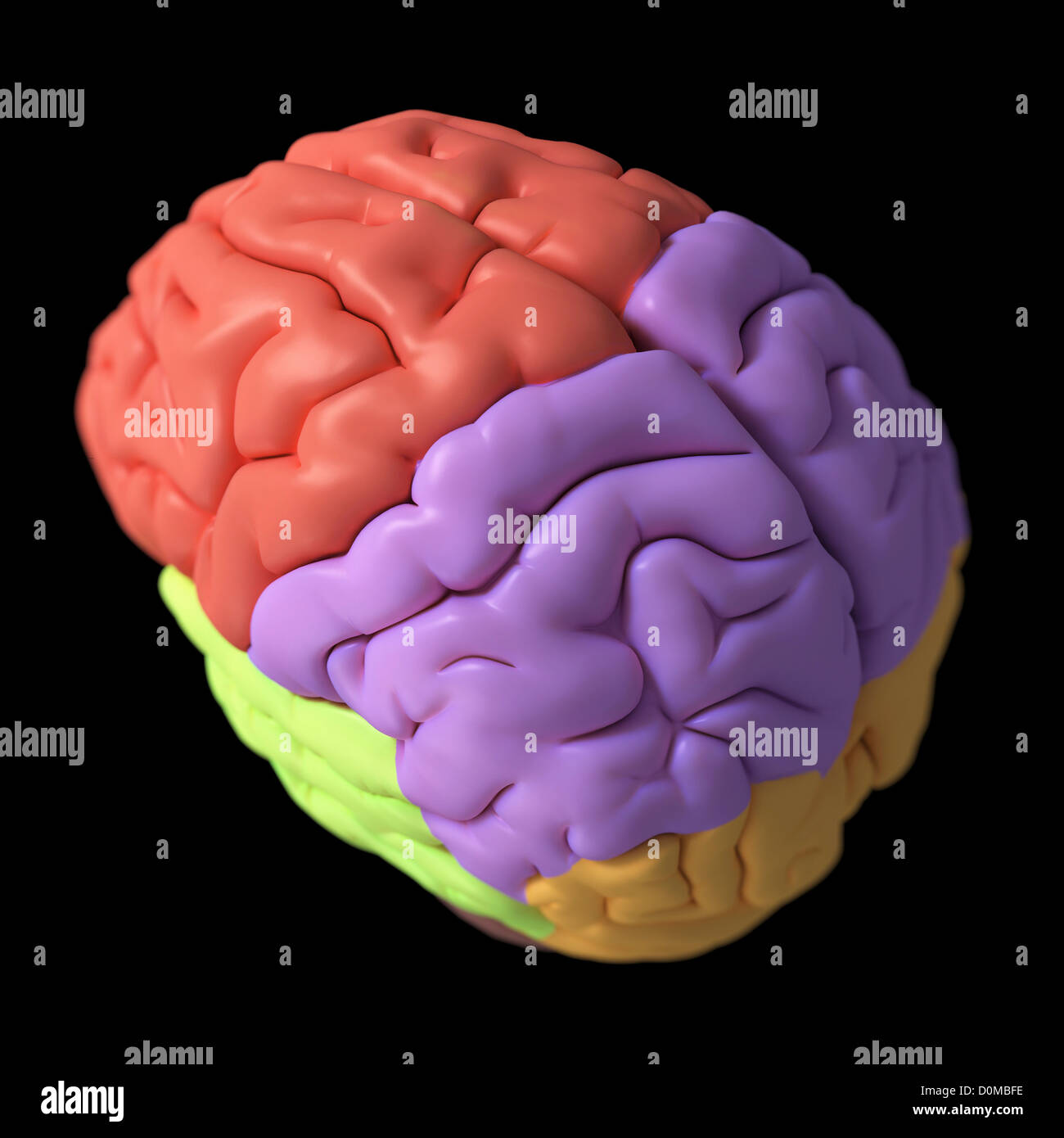 Un modèle du cerveau humain, l'isolement des lobes avec différentes couleurs. Banque D'Images