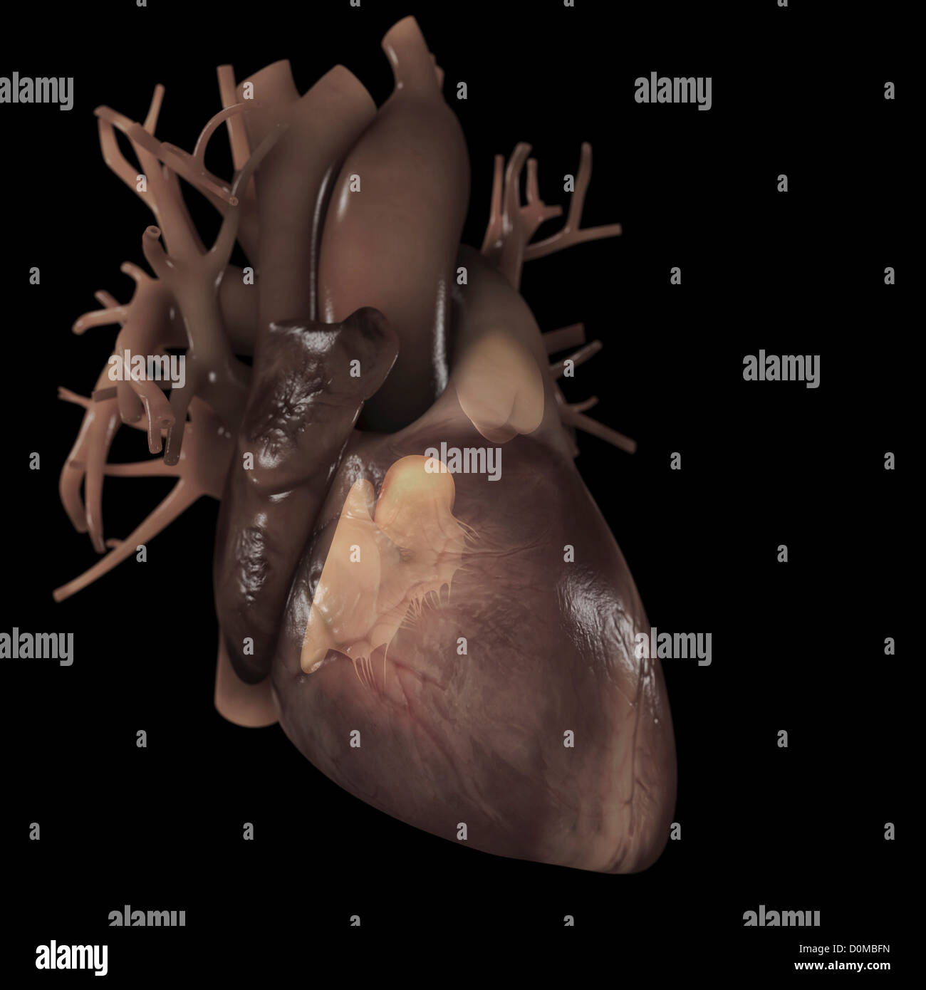 Schéma d'un coeur. Banque D'Images