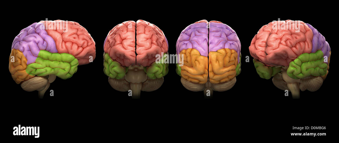 Quatre modèles du cerveau humain, l'isolement des lobes avec différentes couleurs. Banque D'Images