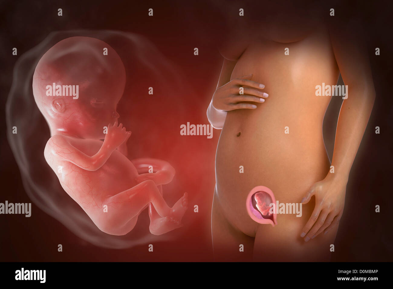 Un modèle humain montrant la grossesse à la semaine 13. Banque D'Images