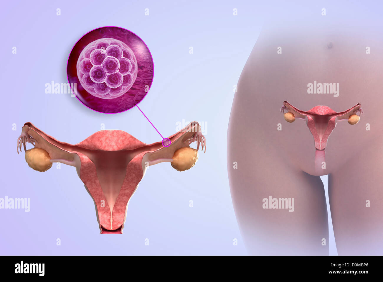 Un modèle humain montrant la grossesse entre 4 à 6 jours. Banque D'Images