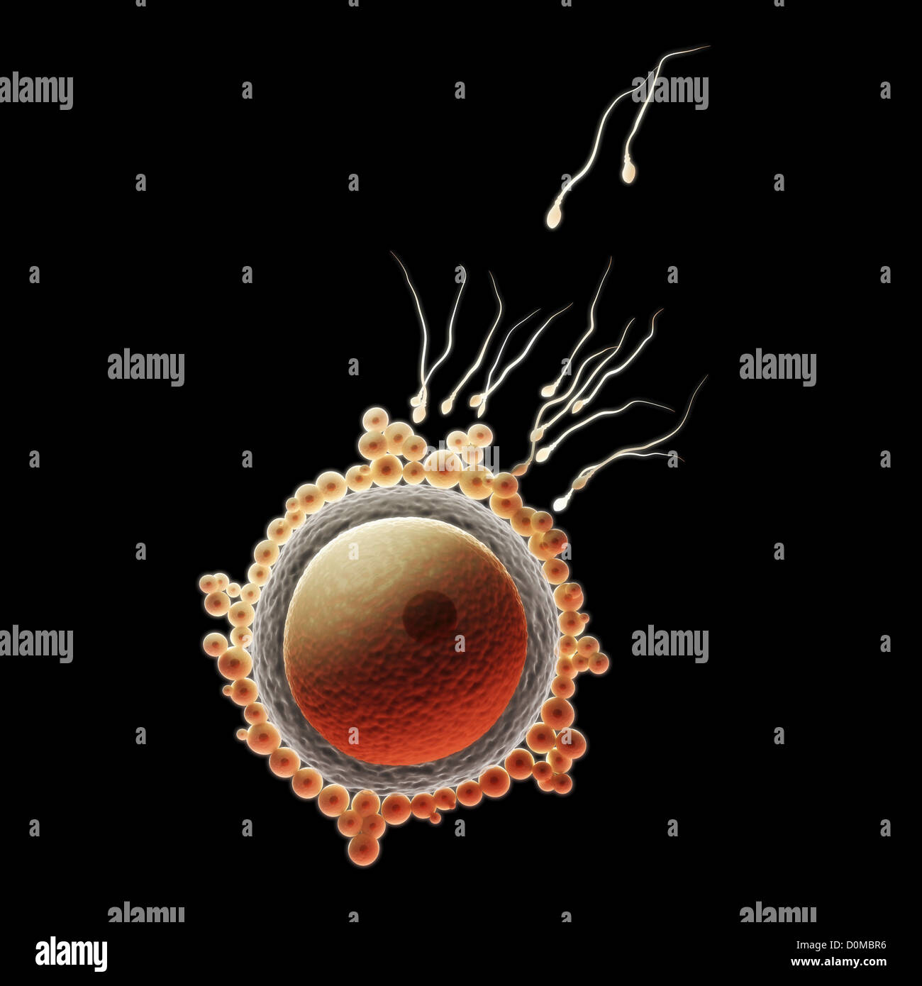 Entre la fécondation des ovules et des spermatozoïdes. Banque D'Images