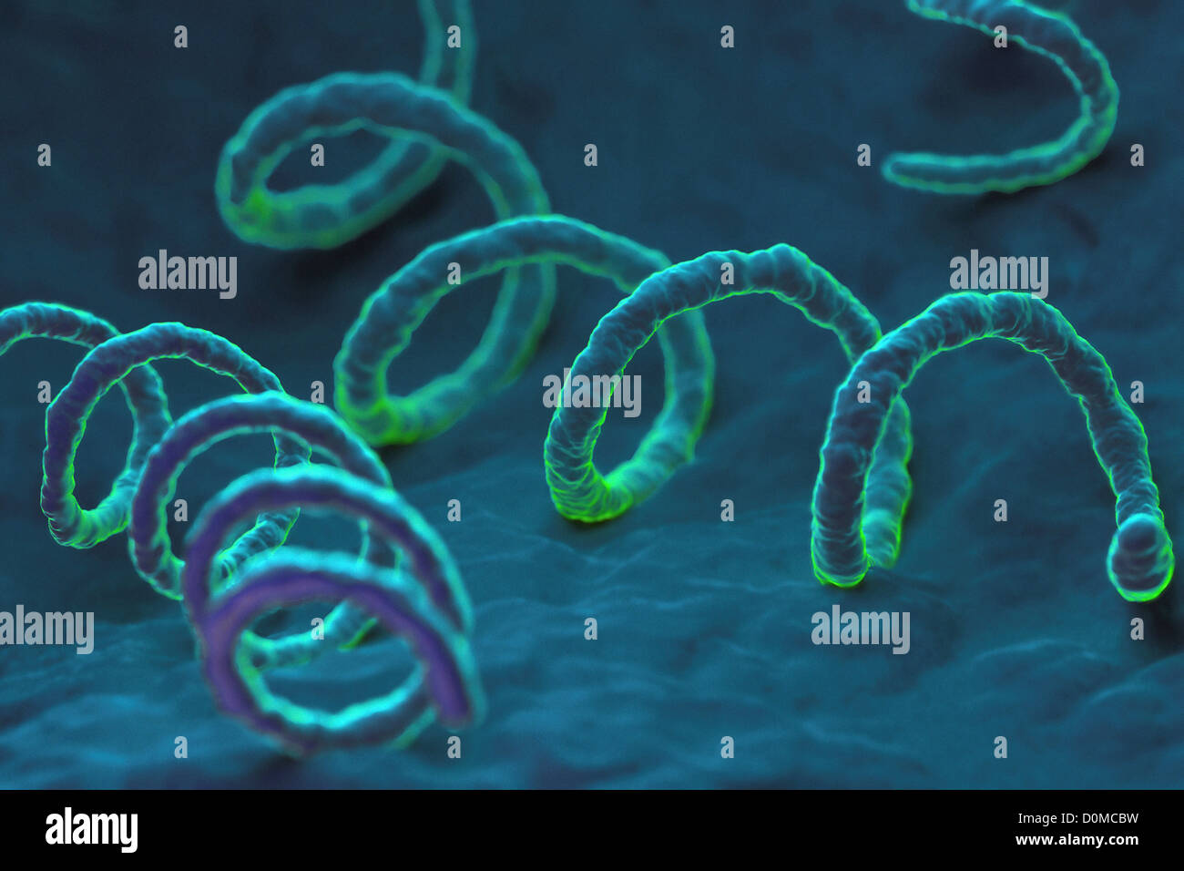 Treponema pallidum, la bactérie responsable de la syphilis infection transmise sexuellement dangereux. Banque D'Images