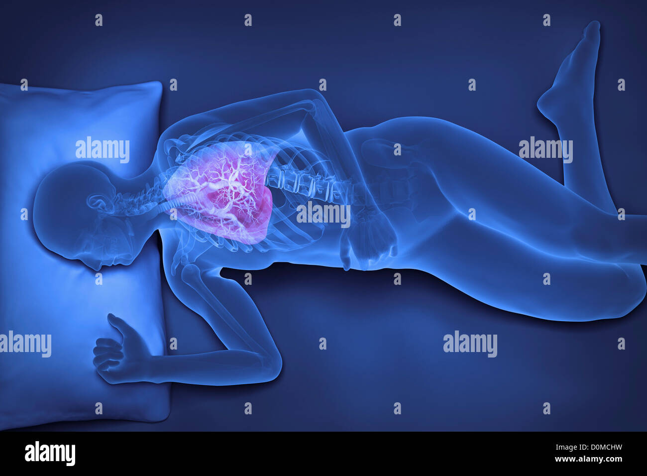 X-ray de modèle humain montrant les poumons dans un état d'apnée. Banque D'Images