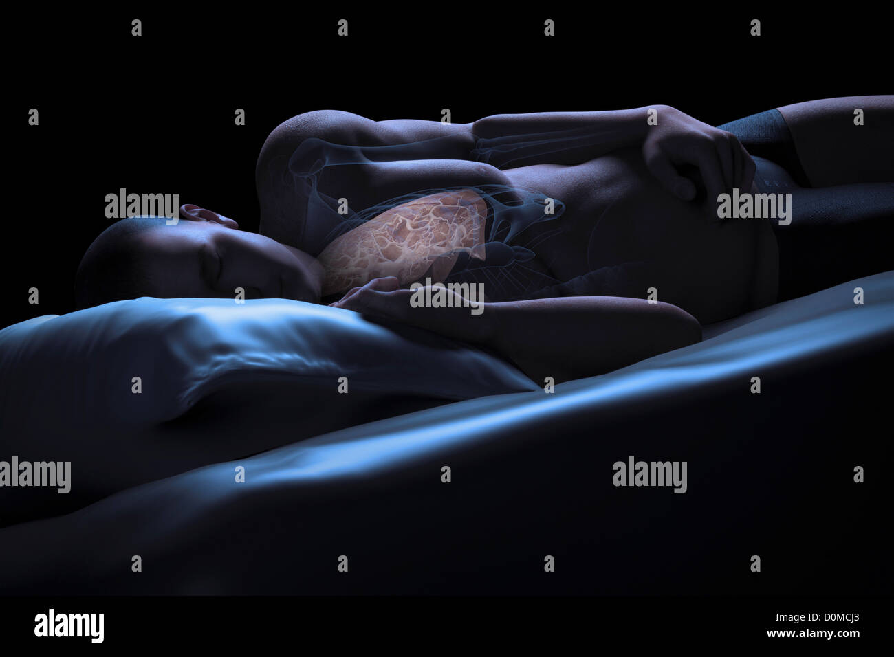 Modèle humain montrant les poumons dans un état d'apnée. Banque D'Images