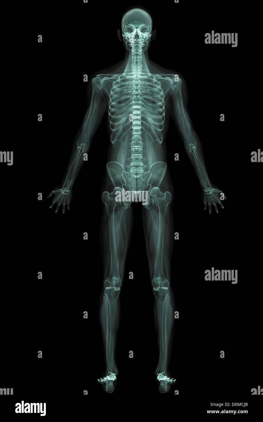 X-ray image montrant l'ensemble du corps humain. Banque D'Images