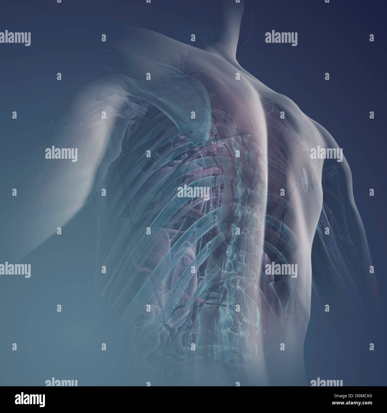 Arrière d'un modèle montrant l'anatomie interne. Banque D'Images