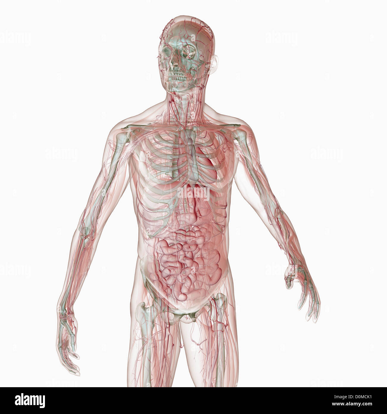 Un modèle humain montrant l'anatomie interne. Banque D'Images