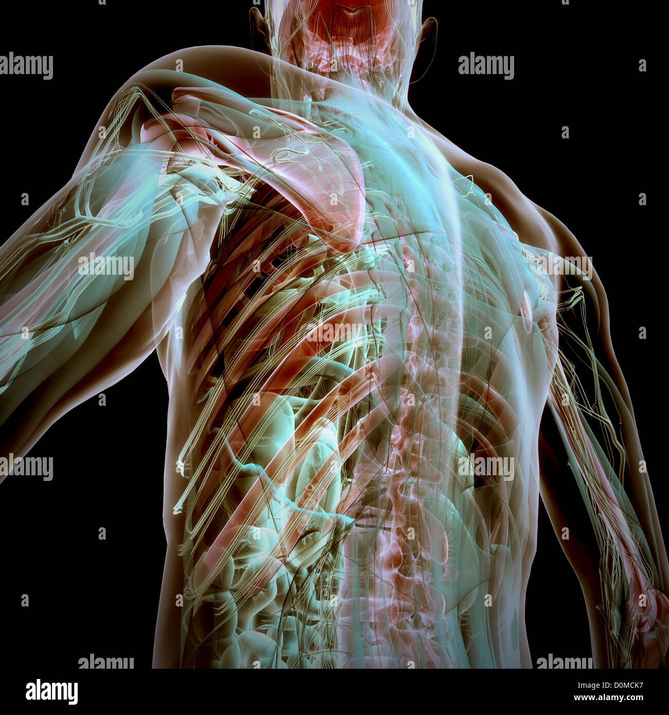 Arrière d'un modèle montrant l'anatomie interne. Banque D'Images