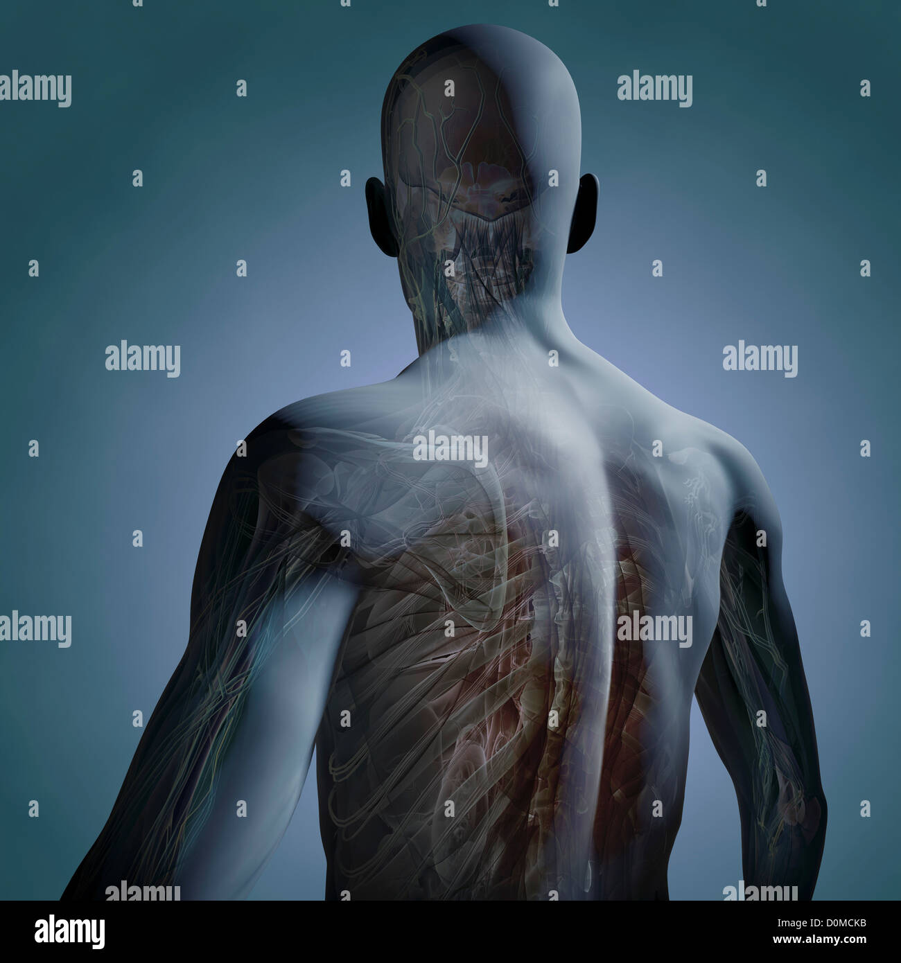 Arrière d'un modèle montrant l'anatomie interne. Banque D'Images
