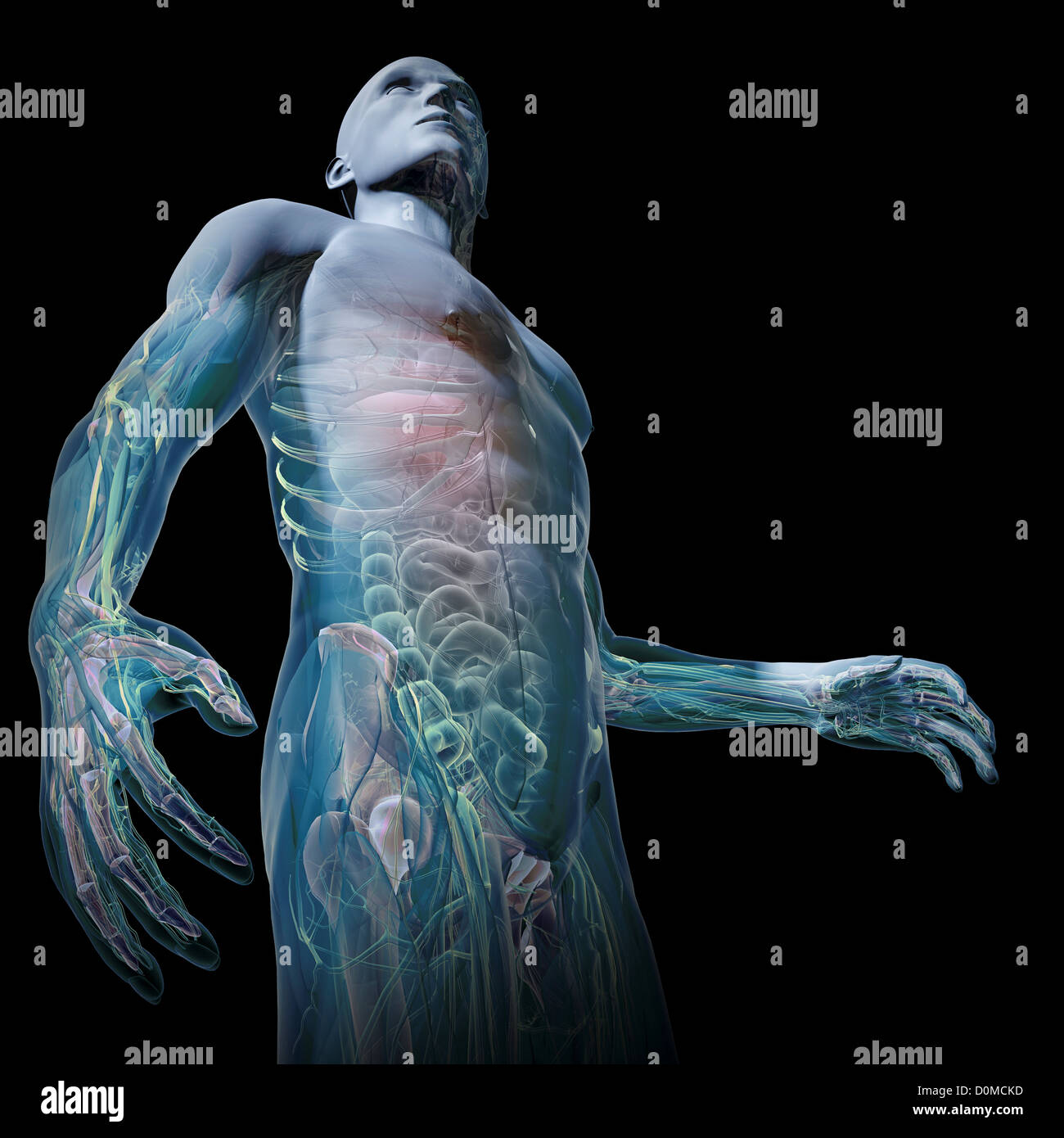 Un modèle humain montrant l'anatomie interne. Banque D'Images