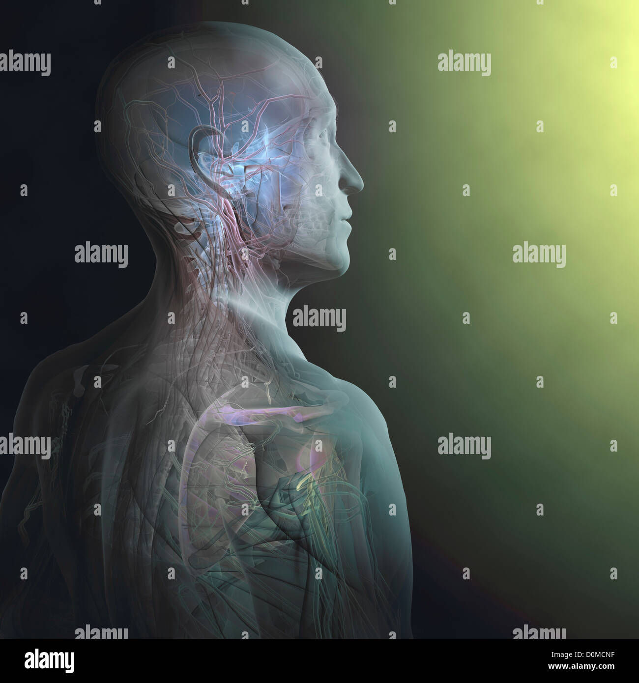 Un modèle humain montrant l'anatomie interne. Banque D'Images