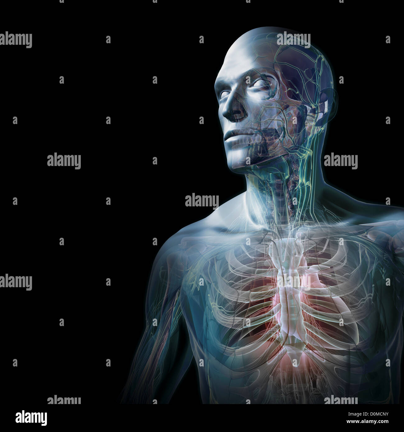 Un modèle humain montrant l'anatomie interne. Banque D'Images