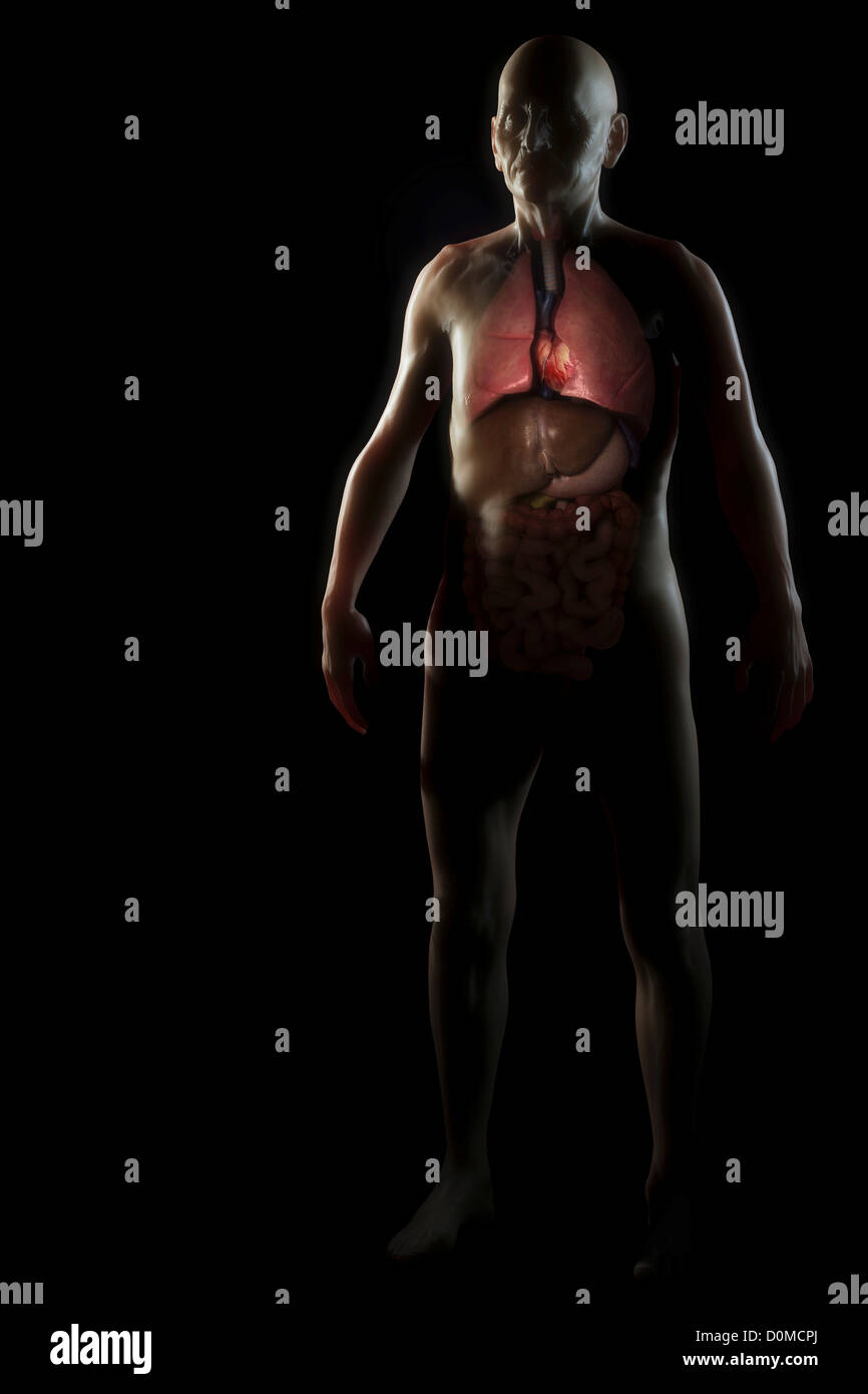 Modèle anatomique d'un homme âgé montrant les organes vitaux. Banque D'Images